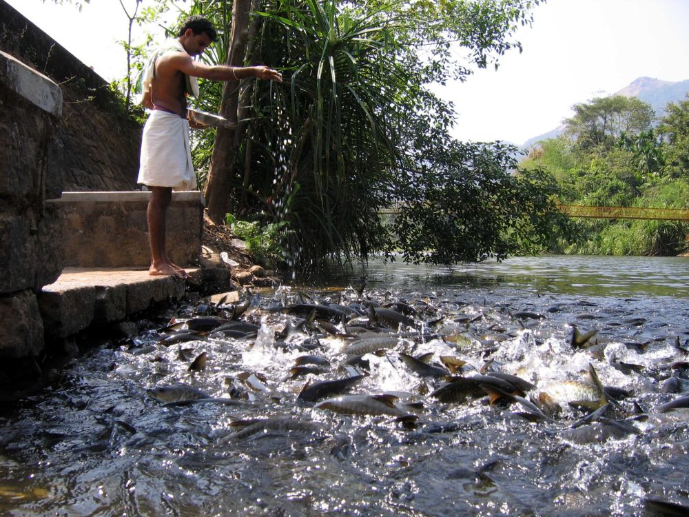 Shishila_temple_fish_conservation_-_feeding_fish